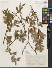 Foto von Salix myrsinifolia Salisb.